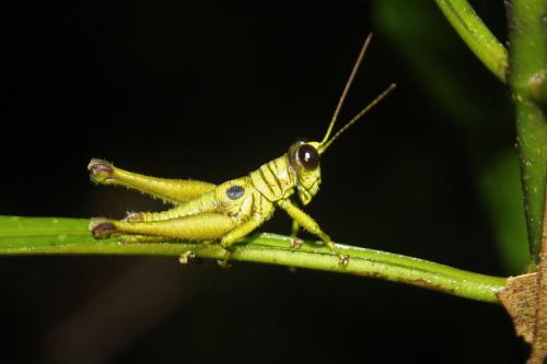 Ommatolampis perspicillata